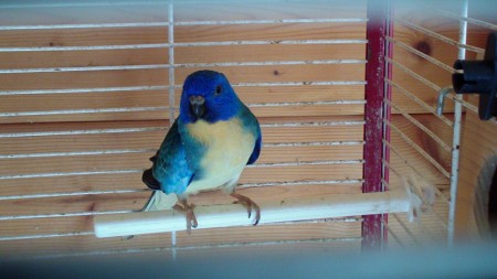 mon male splendide bleu